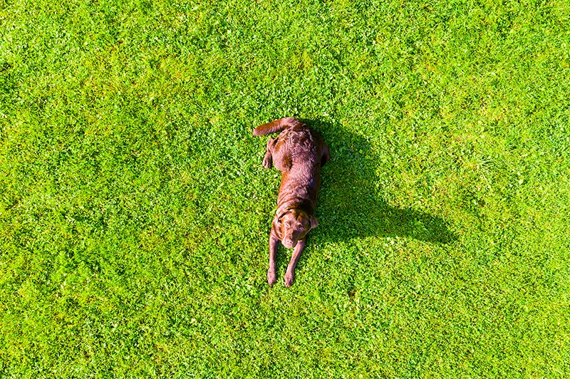 lawn-after-800