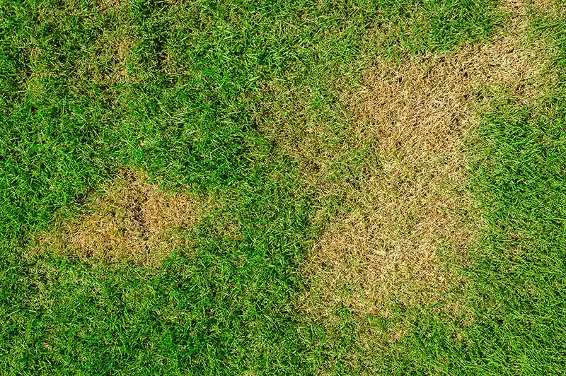 lawn-before-800